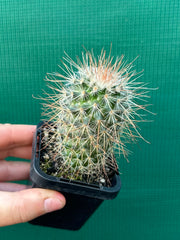 Mammillaria magnifica