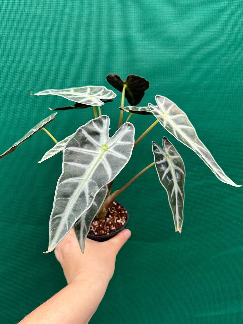 Alocasia ‘Bambino’