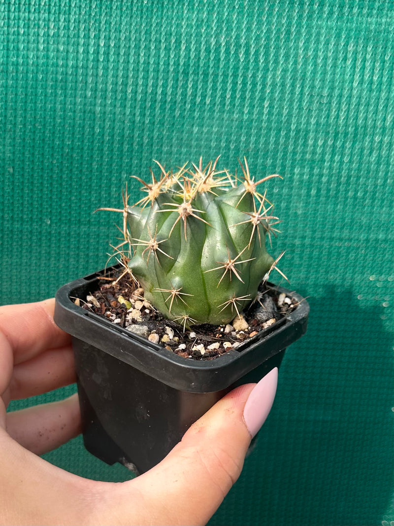 Ferocactus herrerae