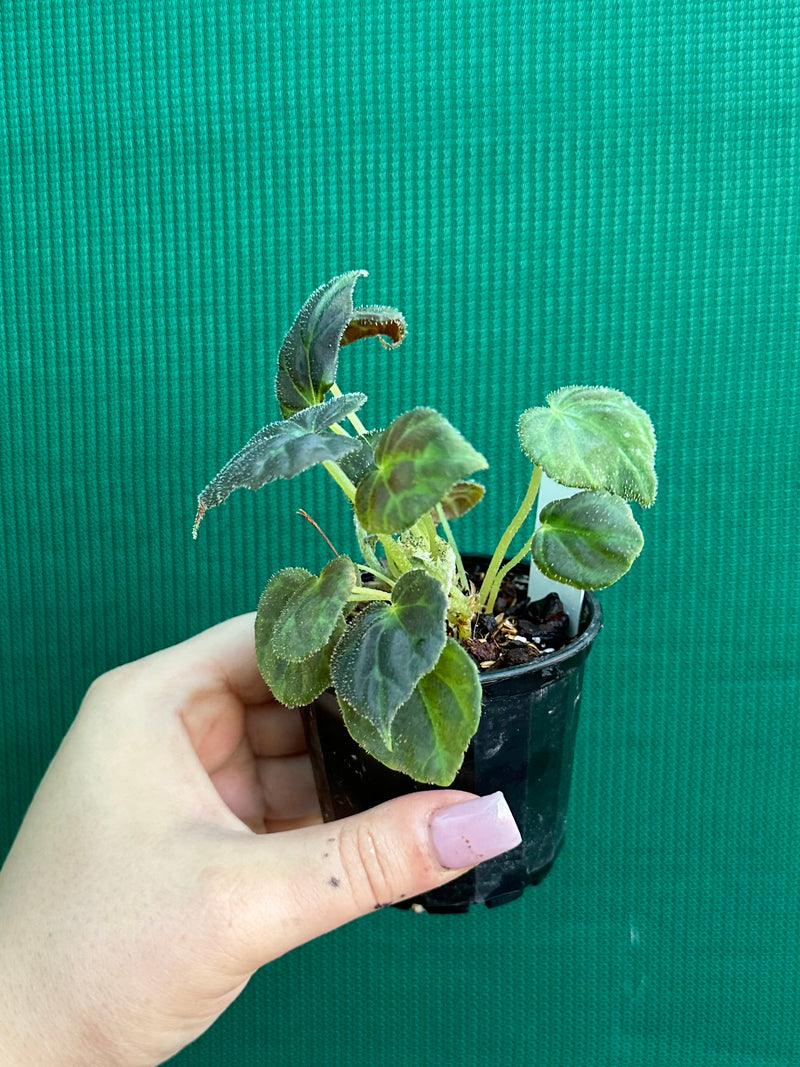 Begonia barsalouxiae