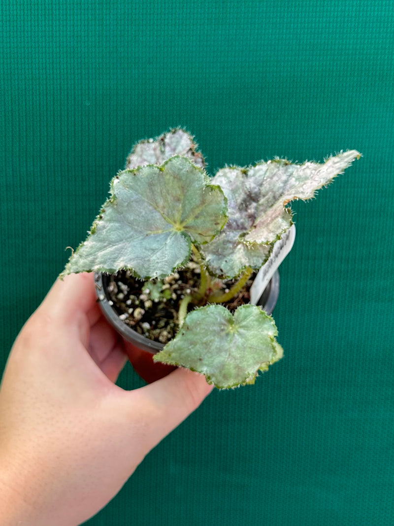 Begonia ‘Windemere’