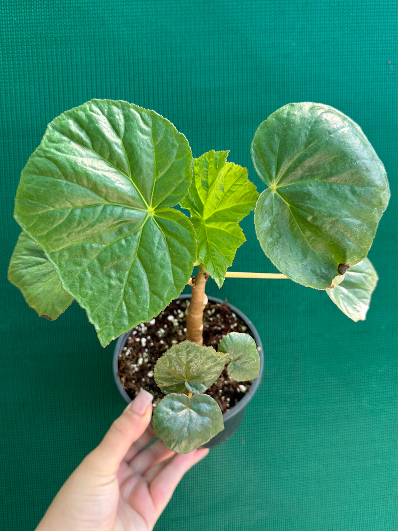 Begonia NOID (thick stem type) NEW