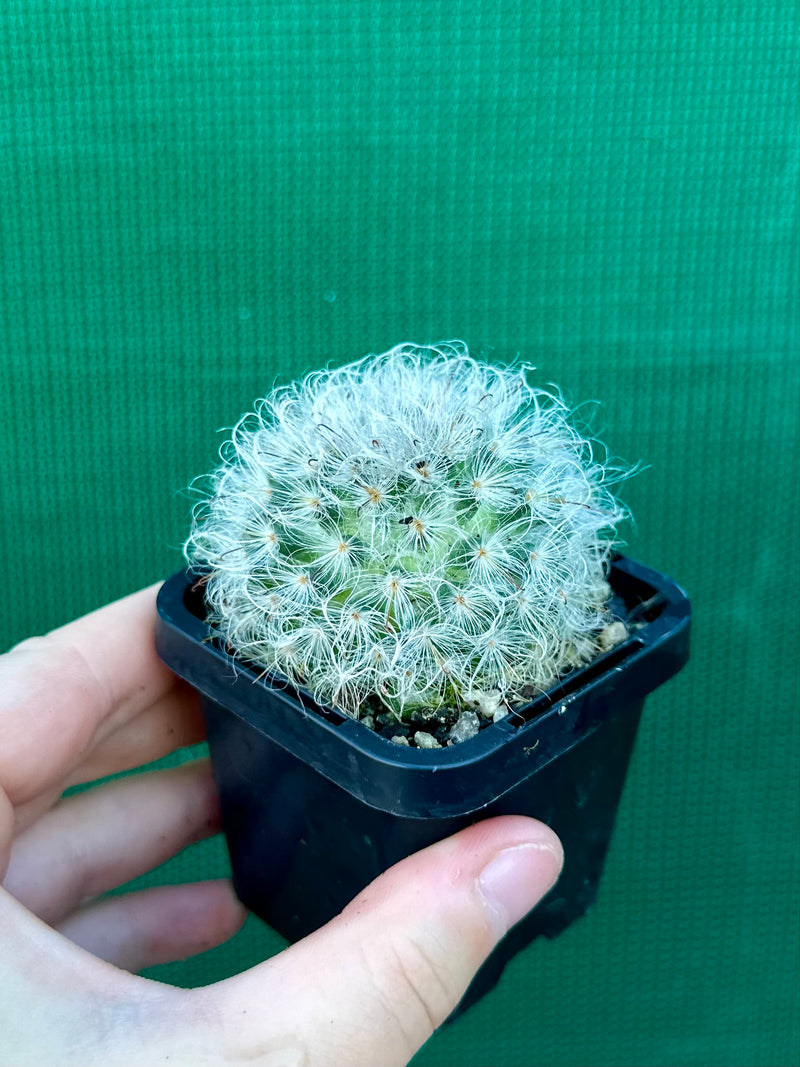 Mammillaria bocosana v splendens