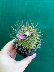 Mammillaria spinosissima cv ‘Spike’