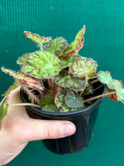 Begonia ‘Yorkes Adagio’ NEW