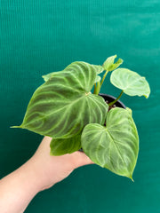 Philodendron Verrucosum