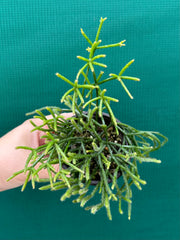 Rhipsalis Teres f. Prismatica NEW