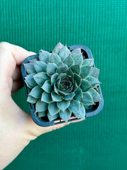 Sempervivum ‘Grey Lady’