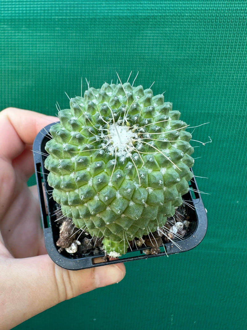 Mammillaria Pico compacta