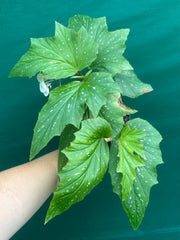 Begonia ‘Sophie Cecile’