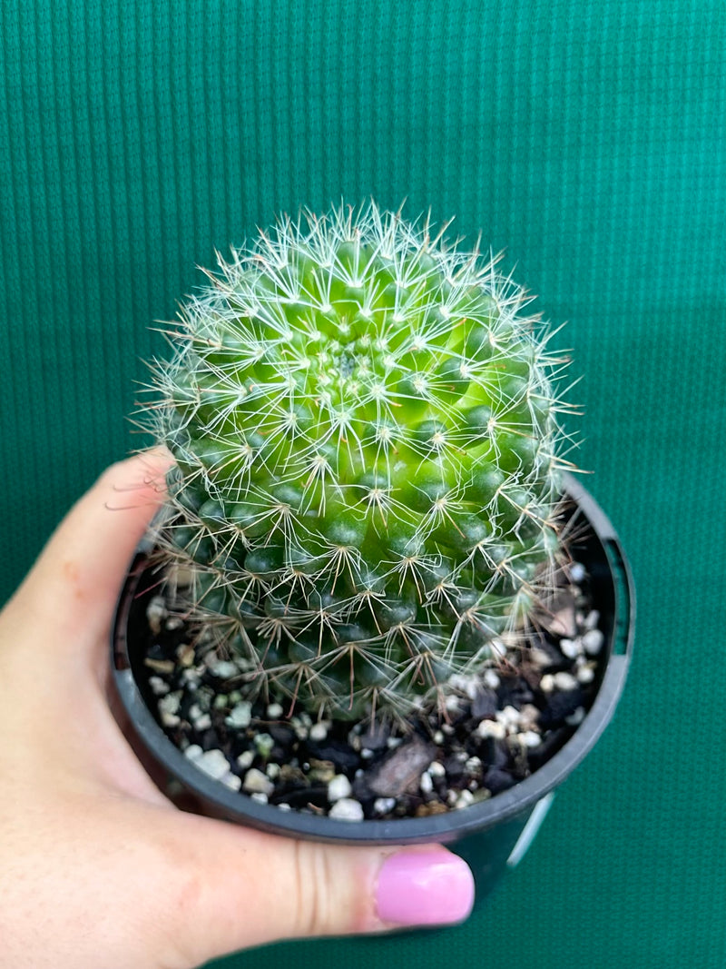 Mammillaria zeilmaniana