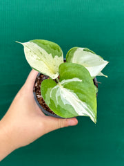 Epipremnum Aureum ‘Manjula