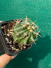 Ferocactus herrerae