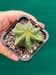 Euphorbia anoplia NEW