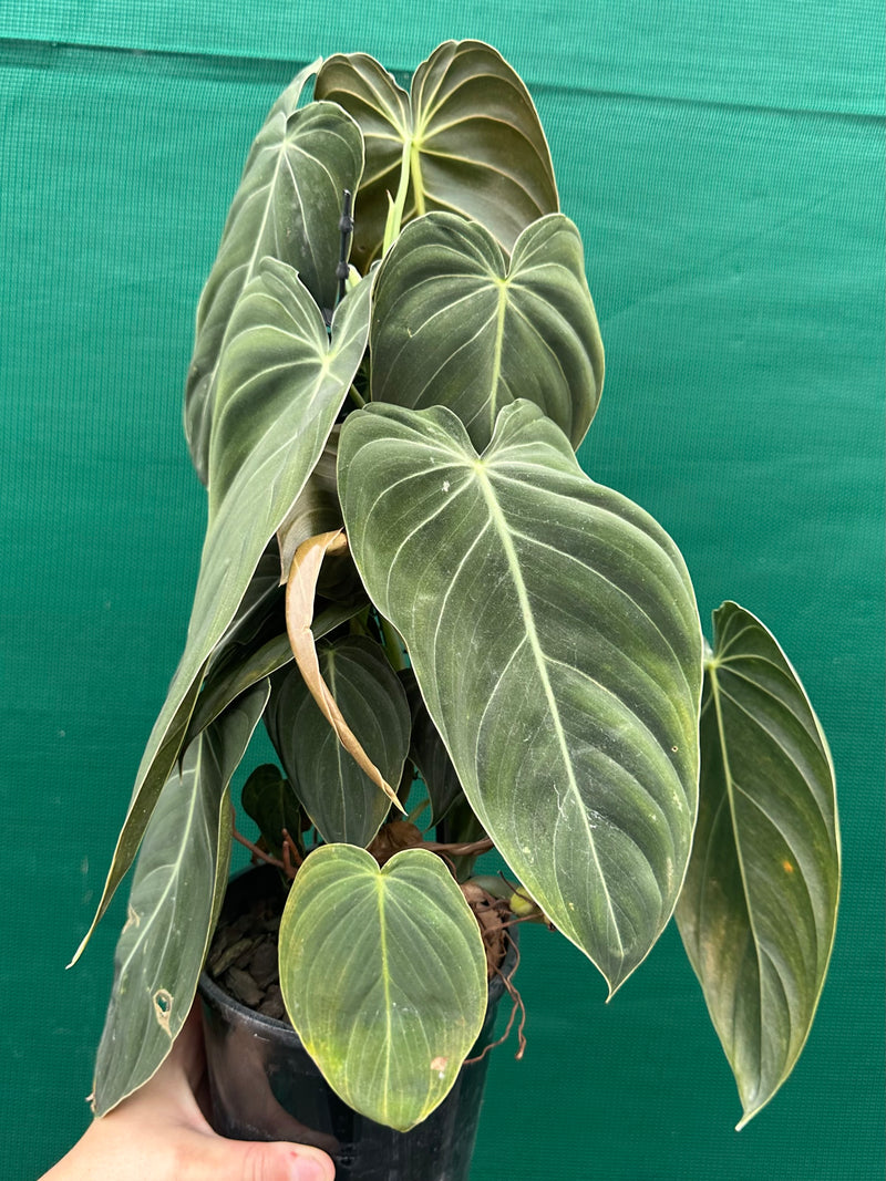 Philodendron Melanochrysum