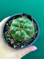 Glymnocalycium chitqutanum