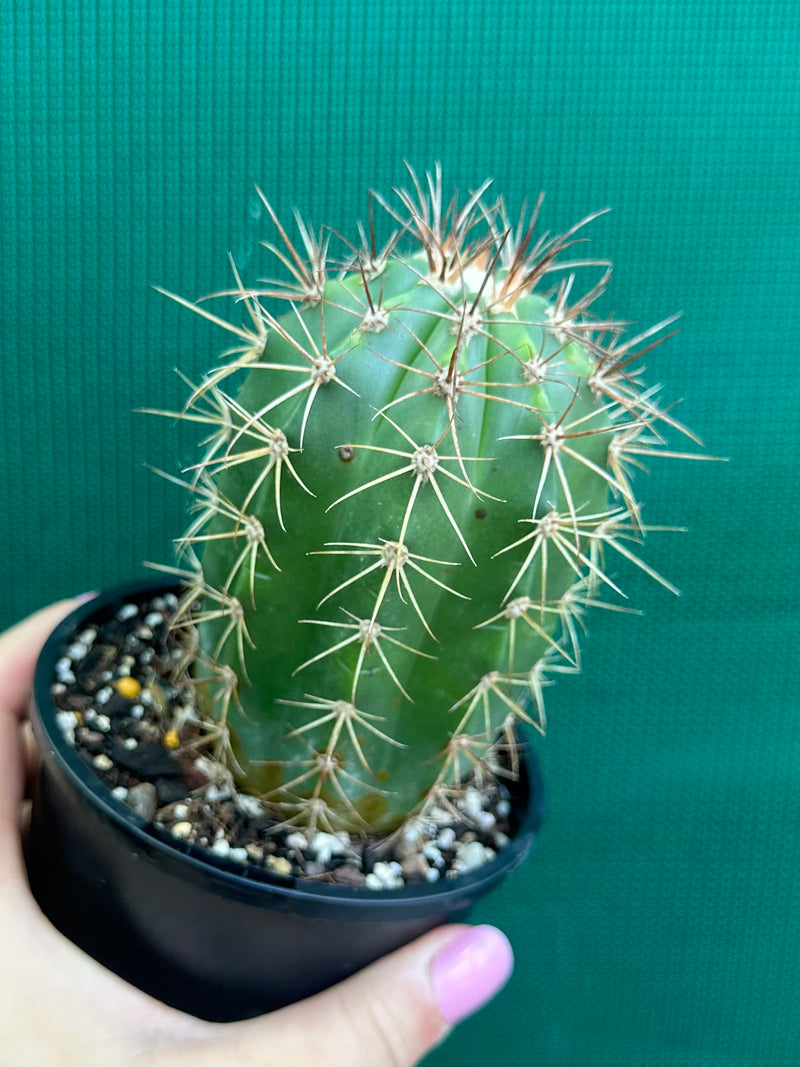 Melocactus Azureus