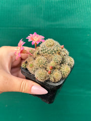 Rebutia pink sensation