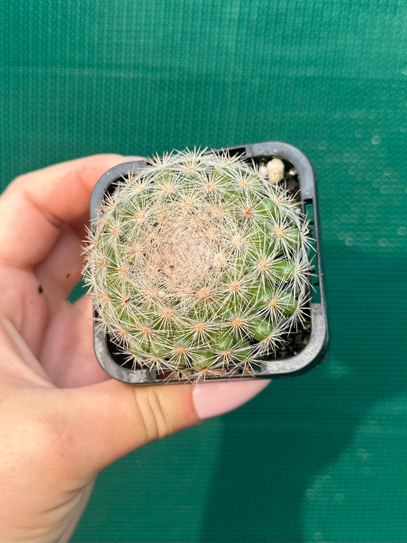 Mammillaria candida