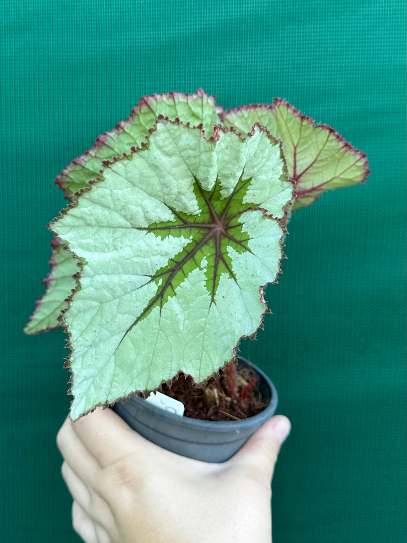 Begonia ‘Silver Anniversary’ NEW