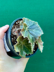 Begonia ‘Muddy Waters’ NEW