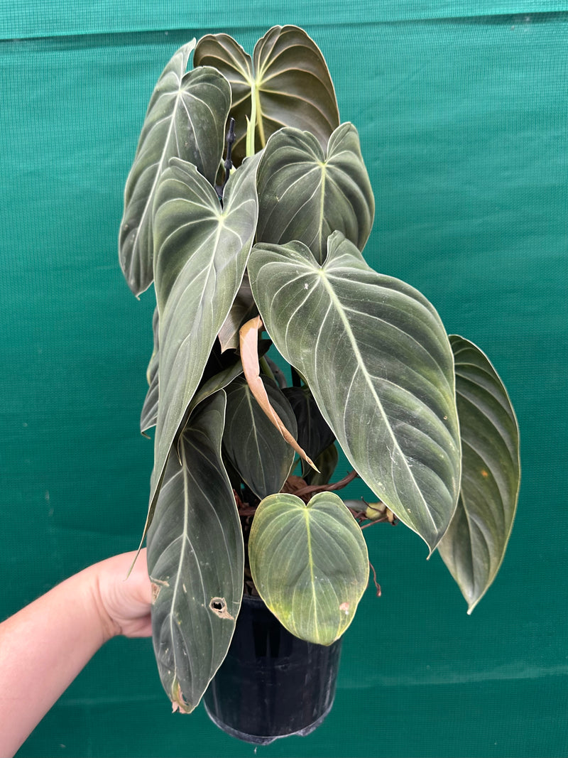 Philodendron Melanochrysum