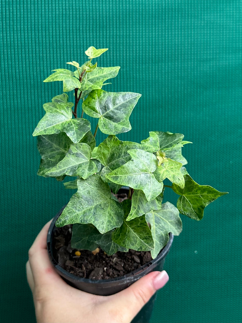 Hedera Ivy ‘Stardust’