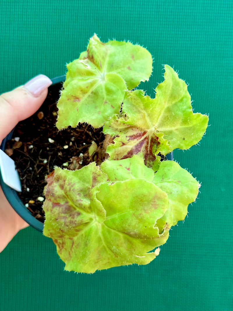 Begonia ‘Peters Pick’