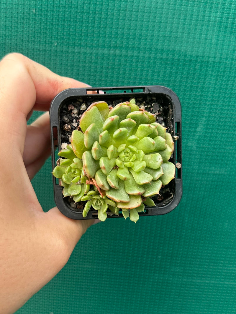 Echeveria ‘Minima White’