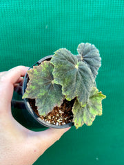 Begonia ‘Velvet’