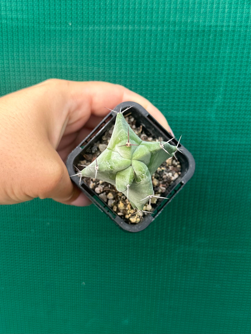 Grey Organ Pipe Cactus