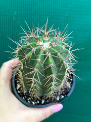 Melocactus Azureus