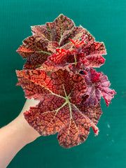 Begonia ‘Fireball’ NEW