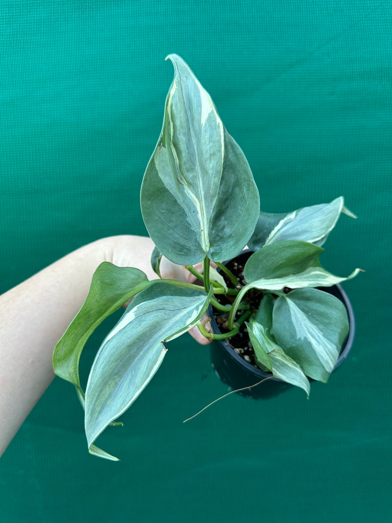 Philodendron hederaceum 'Rio'