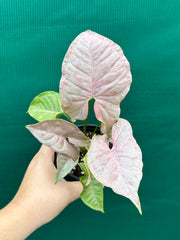 Syngonium ‘Pink Spot’