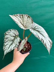 Begonia ‘She’s Jake’ NEW