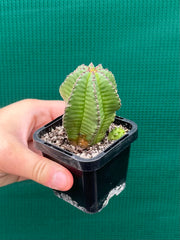 Euphorbia anoplia NEW