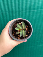 Begonia thelmae (species) NEW