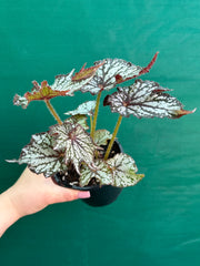 Begonia NOID 2 NEW