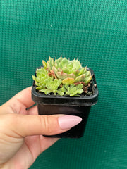 Echeveria ‘Minima White’