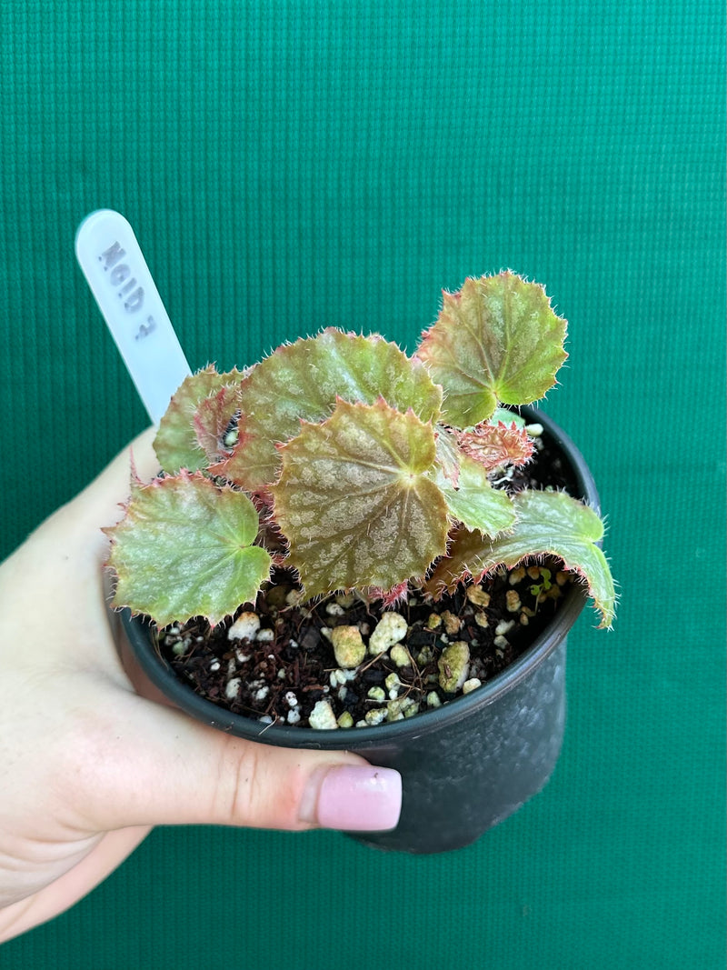 Begonia NOID 7