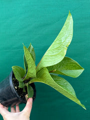 Anthurium Jenmanii