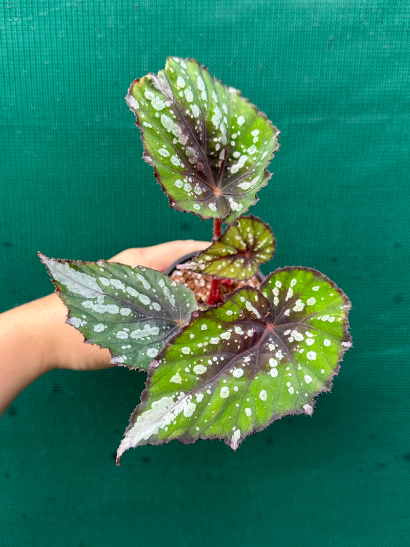 Begonia NOID 40 NEW