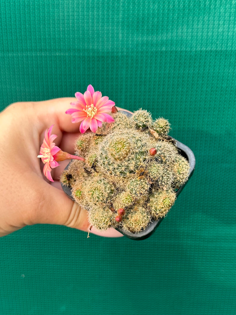 Rebutia pink sensation