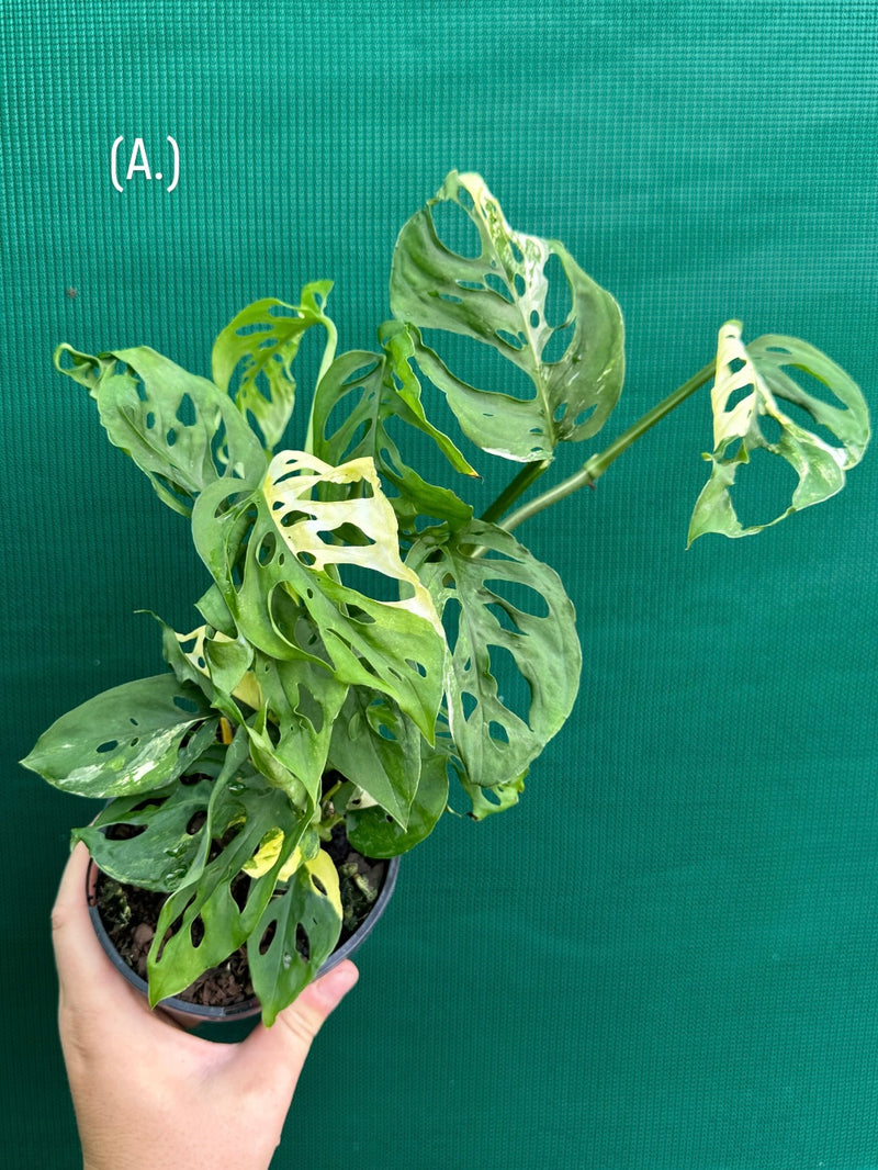 Monstera ‘Adansonii’ Variegated Albo NEW