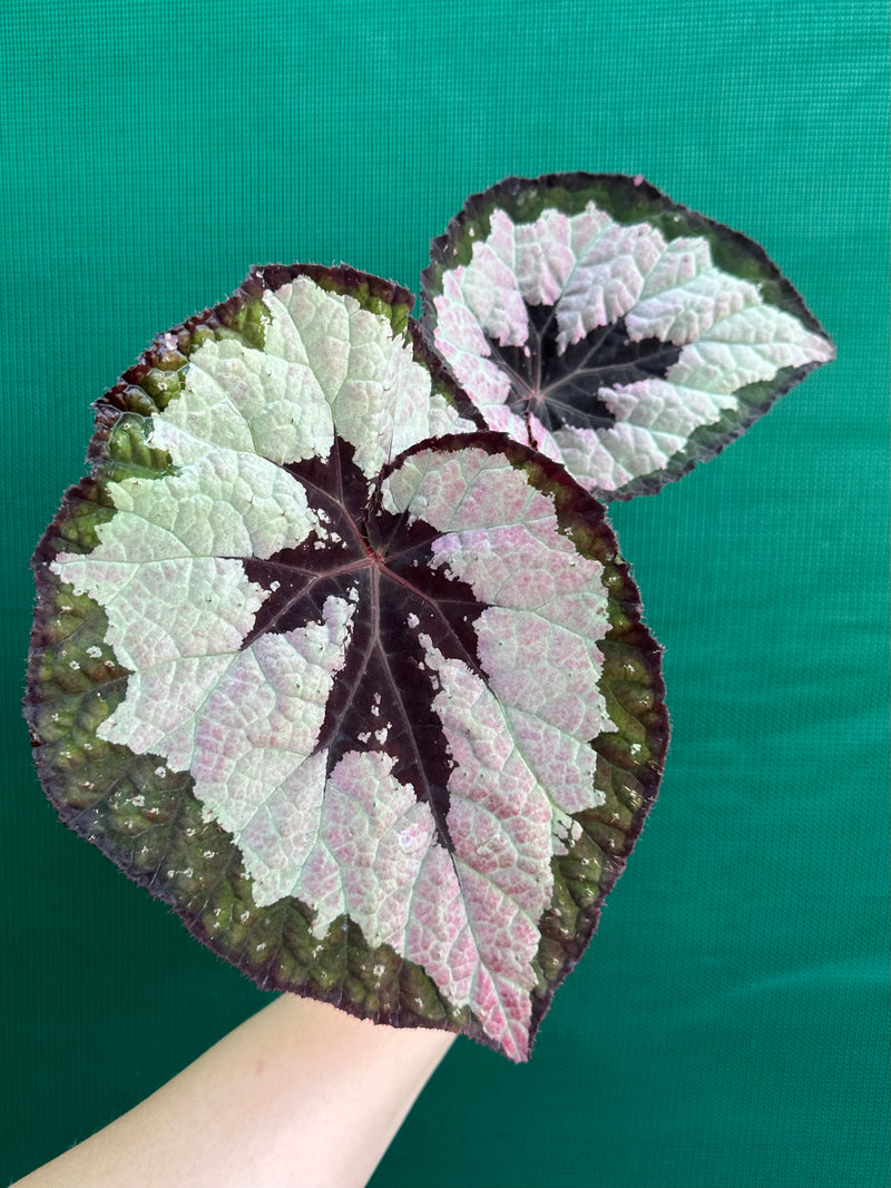 Begonia ‘Lively Ladd’