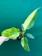 Philodendron ‘Domesticum Variegated’