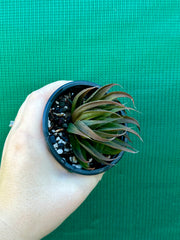 Haworthia Hybrid CV ‘Sandpaper’