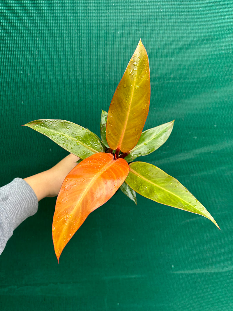 Philodendron ‘Sun Red’