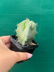 Grey Organ Pipe Cactus